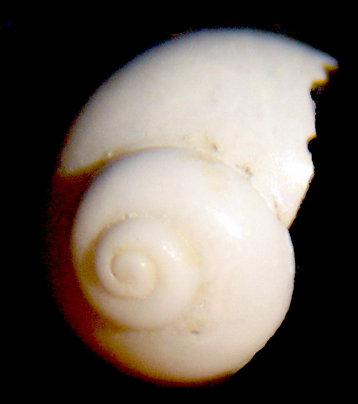 Cirsonella romettensis